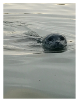 Seal