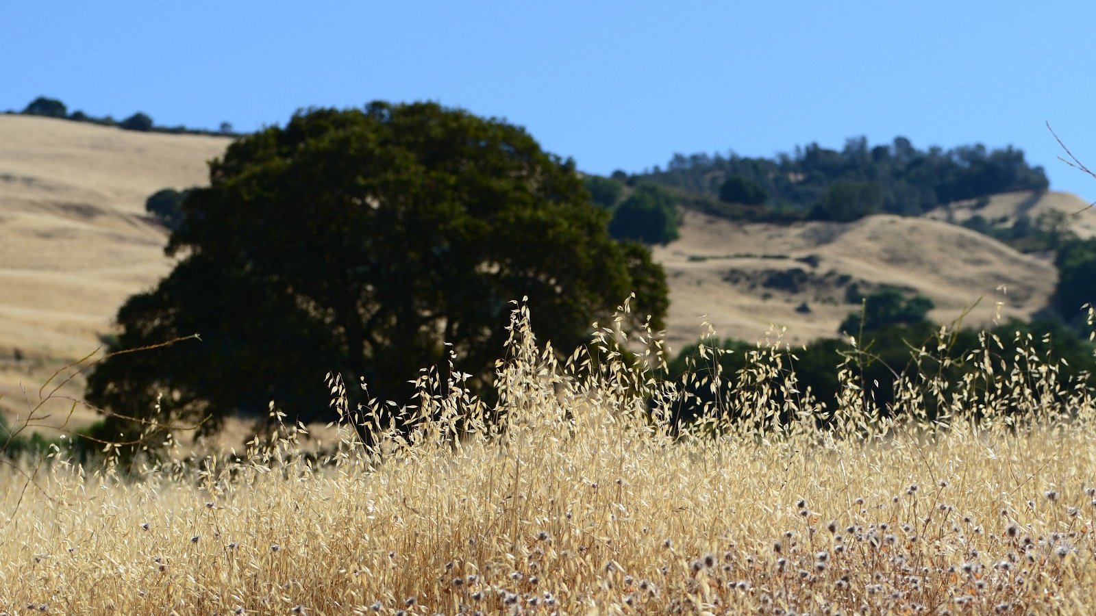 Mount Diablo